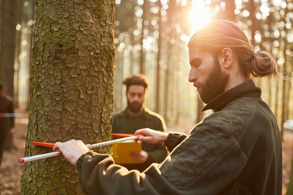 Foresters at work
