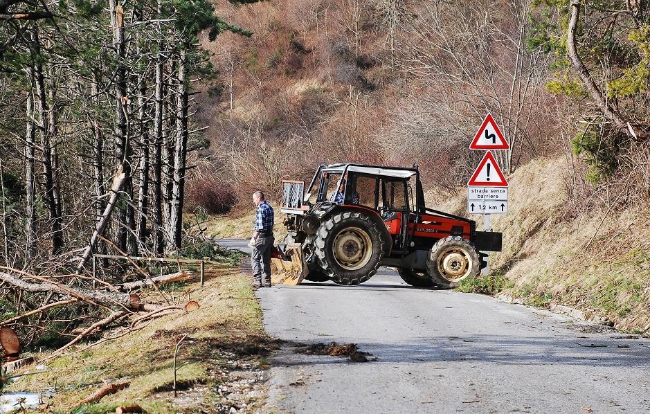Foresters work in a wood