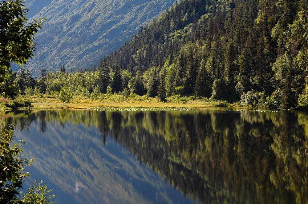 A forest in Alaska by a lake